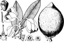 Image result for Pentadesma