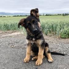 Welcome to german shepherd's r us. Rose German Shepherd Dog Puppy 598041 Puppyspot