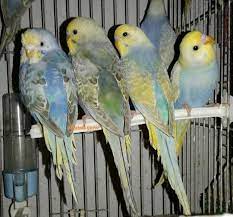 adana rainbow muhabbet kusu dunyasi posts facebook