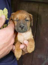 Der tierarzt hatte sie damals geschätzt. Fortpflanzung Der Hunde Medienwerkstatt Wissen C 2006 2021 Medienwerkstatt