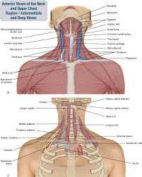 The primary job of flat bones is to protect underlying structures. 8 Muscles Of The Spine And Rib Cage Musculoskeletal Key