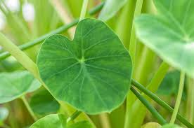 Botanischer garten mainz, auch dalla recensione : Botanischer Garten Mainz Fotos Botanischer Garten