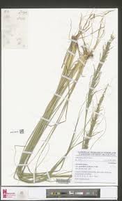 Image result for Sporobolus pyramidalis