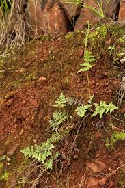 Image result for Anemia angolensis