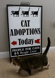 When adopting a pet, one choice you have to make is whether to adopt a puppy or kitten, an adult, or a senior. People For Cats Adopt A Cat Or Kitten