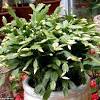 However, an overwatered christmas cactus plant will succumb to root rot and that family heirloom may pass on to the compost heap. 3