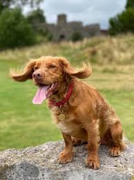 In 2021, it falls on a thursday, so be sure to block some time that day for spoiling your favorite pup. Glurvd9zsurnmm