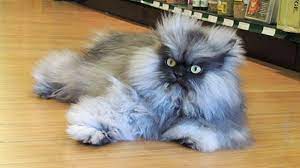 Berikut ini spesies kucing paling cantik dan comel sejagat. 7 Selebriti Kucing Yang Wajib Anda Ketahui 3 Paling Rare