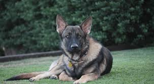 Most Important Introductory Guide On The Czech German Shepherd