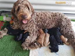 We did not find results for: F2 Multi Generational Australian Labradoodle Puppies