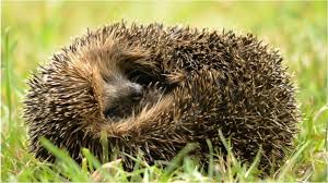 How To Encourage Hedgehogs In Your Garden Animals Hedgehog House Hedgehog Facts