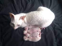 Cornish Rex Cat Is A Breed Of Domestic Cat The Cornish Rex Cat Has No Hair Except For Down Most Breeds Of Cat Have Cornish Rex Kitten Cornish Rex Cat Rex