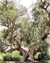 Image result for Ficus scassellatii