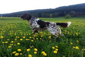 Image result for německý ohař dlouhosrstý