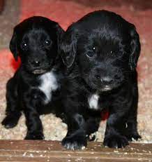 Banding is only effective on band new puppies. Why Do We Dock Our Working Gundog Puppies Totally Gundogs