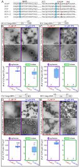 Junli li is on facebook. Structures Of Immature Eiav Gag Lattices Reveal A Conserved Role For Ip6 In Lentivirus Assembly