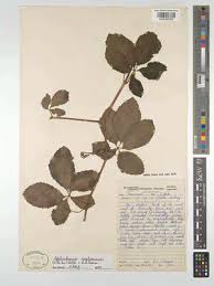 Image result for Cyphostemma abercornense