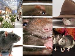 Ratsense Professional Rodent Control Services Across Singapore Rodent Control Rodent Repellent Rodents