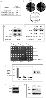 A, suppression of the minichromosome maintenance defect of mcm1-1 by...