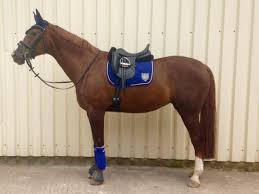 Mattes guanto equitazione in agnellino. Cosa Mettere Sotto Addestramento Del Cavallo Sportivo Facebook