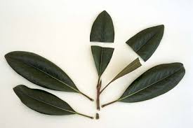 Take trimmings from healthy plants only. Cuttings Softwood Rhs Gardening