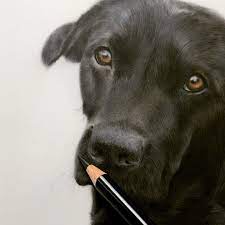 We did not find results for: Bonny Snowdon On Instagram Forgot The Whiskers Adding In With Sharp Black Polychromos Blacklabsofinstagram Gundogsofin Color Pencil Art Bonny Whiskers