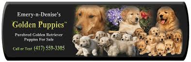 Includes sit, stay, heel, come, crate, leash, socialization her writing credits include several books, including your labrador retriever puppy month by month (coauthored with debra eldredge, dvm), as well as. Golden Retriever Breeders Golden Retriever Puppies For Sale