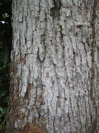 Image result for Morinda lucida