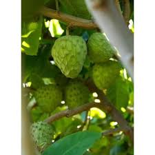 The cherimoya is a delicious tropical fruit, which is native to the andean highlands in the south america, in the valleys of peru, bolivia, ecuador, chile and columbia. Buy El Bumpo Cherimoya Tropical Fruit Trees Online In Kazakhstan B06xc9lzjk
