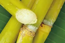 Check spelling or type a new query. What Am I Supposed To Do With A Stick Of Sugar Cane Quora