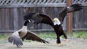 Goose attack injuries, goose attack gif, goose attack woman, goose attack meme, goose. Bald Eagle And Canada Goose Throw Down In Epic Battle Audubon