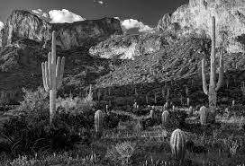 In the desert has photographs and information on most of the cactus that you'll find in the desert there is a little secret to photographing this type of cactus in the desert. Black And White Desert Cactus At Picacho Peak Photograph By Dave Dilli