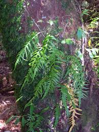 Image result for Microsorum scandens