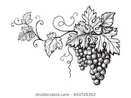 Set Of Grapes Monochrome Sketch Hand Drawn Grape Bunches Grape Drawing Vine Drawing Floral Back Tattoos