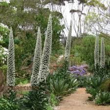Image result for Echium