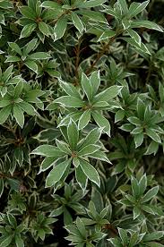 Image result for Pieris japonský little heath obrázek