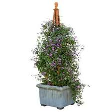 Yuan zhui tie xian lian. Buy Send Clematis Flowers Plant Online Rs 1599 Sendbestgift