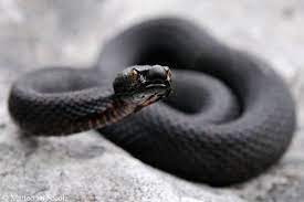 Pin On Reptiles Amphibians Insects
