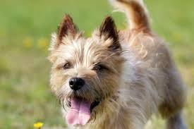 Dog Stung By A Bee? Here'S How To Treat It - Whole Dog Journal