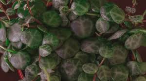 How to propagate string of pearls plant. Peperomia Prostrata Care What No One Tells You