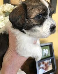 Selah havanese, breeders of home raised, health tested havanese puppies in michigan lansing, michigan » havanese $0.00 havanese puppies dllnhcm5jop i am looking for a havanese/havanese mix puppy to love. Havanese Puppy For Sale Adoption Rescue For Sale In Posen Michigan Classified Americanlisted Com