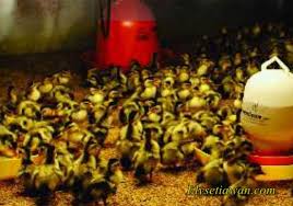 Burung pelatuk pandai memanjat karena bentuk kakinya sesuai untuk memanjat. Pemeliharaan Itik Petelur Dinas Peternakan Dan Perkebunan Kabupaten Banjar