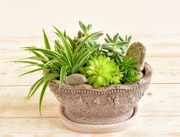 See more ideas about succulent arrangements, succulents. Container Grown Succulents Tips On Growing Succulents In Pots