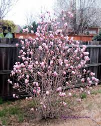 The green of the leaf has slight moisture and is nitrogen rich while the brown velvety underside is dry and carbon rich. The Jane Magnolia Tree Easy Backyard Gardening