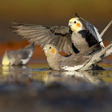Birds That Sing In The Morning Australia Birds Of Australia On Instagram Cockatiels Having A Morning Drink In The Kimberley Photo By Pattomkinswildlif Birds Of Australia Cockatiel Australian Birds