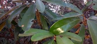 Image result for Englerophytum magalismontanum