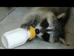 If a raccoon should take up residence in your attic or chimney, do not try to scare, trap or remove it yourself. Cute Baby Raccoon Drink Milk Top Funny Pets Video Youtube