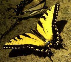 Mariposa Tigre Mariposapedia