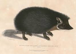 Image result for Pogonochloa