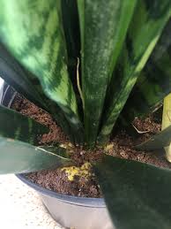 Apply organic pest control products. Yellow Fungus Growing On My Snake Plant Soil One Young Leaf Has Died Plantclinic